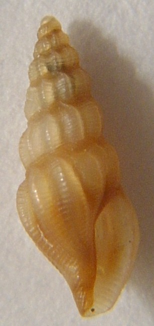 Bela brachystoma e bela sp.